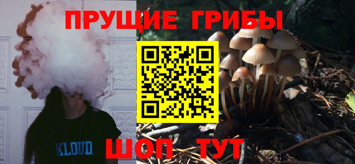 Псилоцибиновые грибы мицелий Сосновый Бор